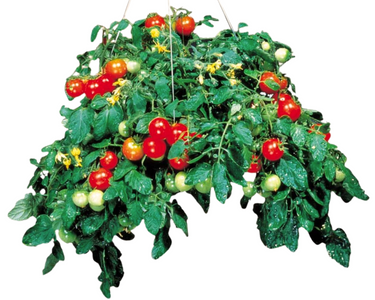 Tumbler Tomato Seeds